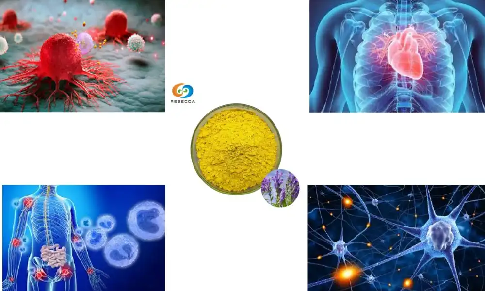 Baicalein Powder: A Powerful Antioxidant Supplement